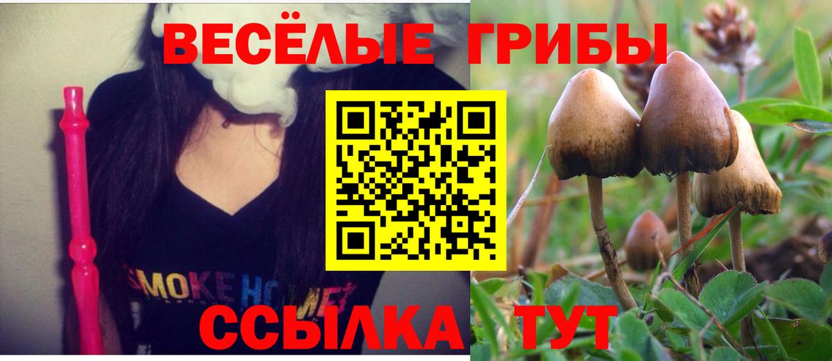 Псилоцибиновые грибы Cubensis Морозовск